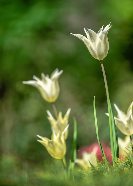 Tulipas florescendo no arboreto Kropyvnytskyi em um dia ensolarado de primavera