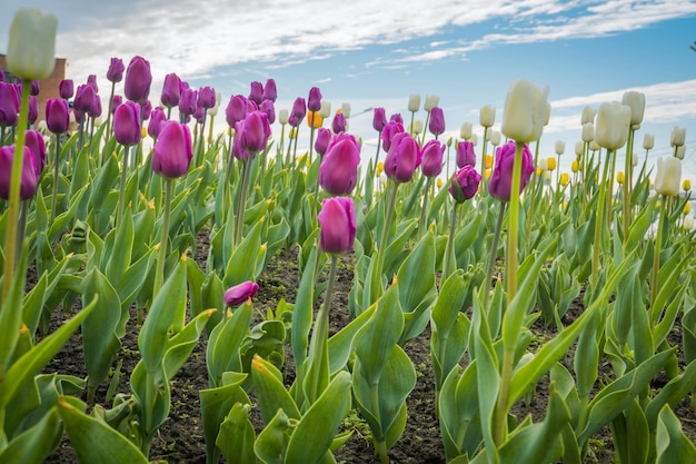 Tulipas florescendo no canteiro de flores