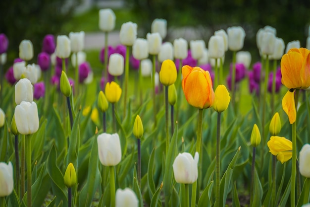 Tulipas florescendo no canteiro de flores