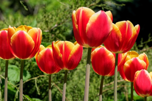 Tulipas florescendo vermelhas brilhantes