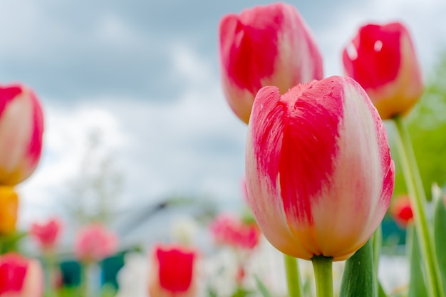 Tulipas florescendo vermelhas e brancas no jardim