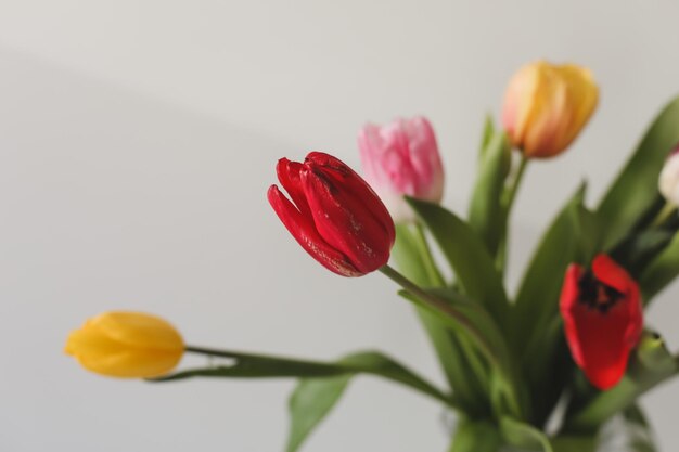 Tulipas frescas coloridas em um fundo branco Dia dos Namorados 8 de março fundo de primavera