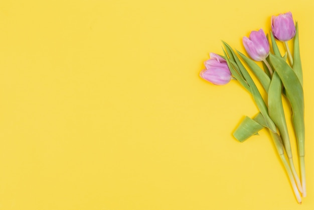 Tulipas frescas da primavera em um fundo amarelo