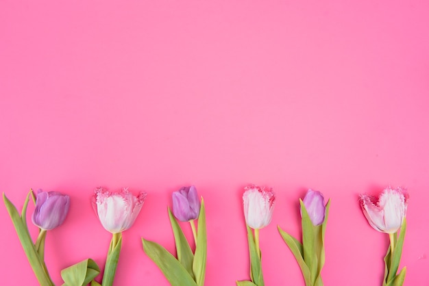 Tulipas frescas da primavera em um fundo rosa