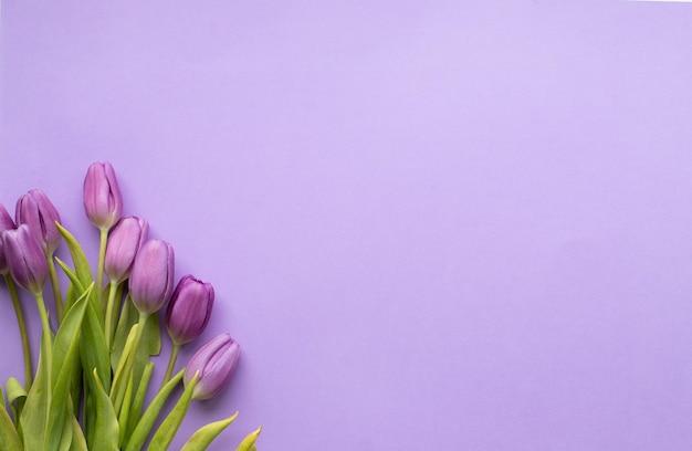 tulipas frescas de primavera em fundo violeta para dia das mães, dia dos namorados, cartão postal de feriados de páscoa