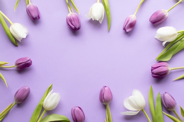 tulipas frescas de primavera em fundo violeta para dia das mães, dia dos namorados, cartão postal de feriados de páscoa