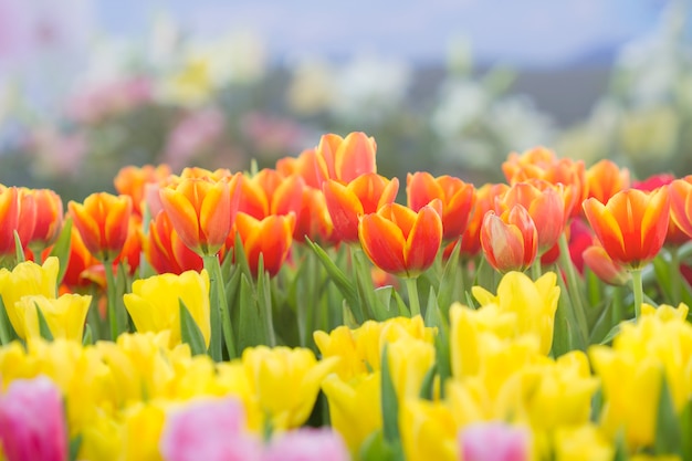 Foto tulipas frescas na luz solar