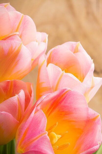 Tulipas, fundo floral.