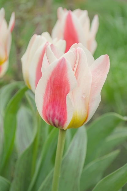 Tulipas imperador ou Fosteriana As folhas são flores de tulipa listradas ou manchadas no jardim no dia ensolarado da primavera