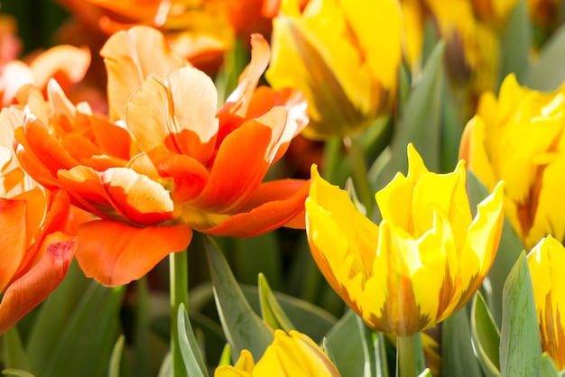 Tulipas laranja e amarelas em um dia ensolarado