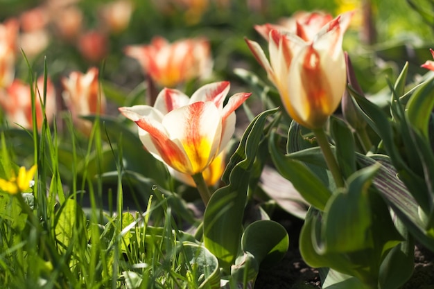 Tulipas laranja e brancas em um dia ensolarado no parque