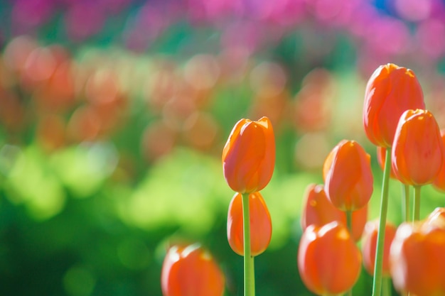 Tulipas laranja em uma manhã ensolarada