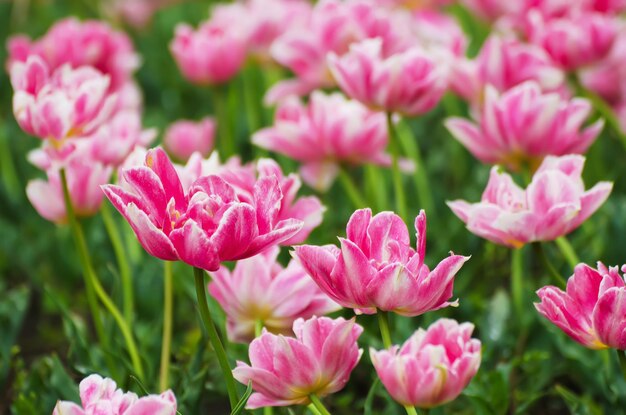 Tulipas lindas cor de rosa