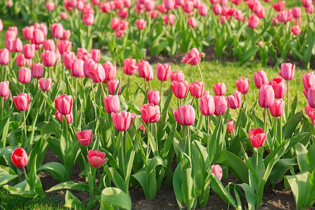 Tulipas lindas cor de rosa