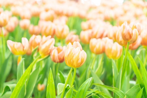 Tulipas lindas e coloridas no jardim