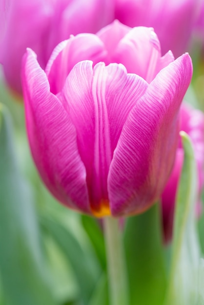 Tulipas lindas flores cor de rosa. Fundo natural Tulipas de primavera.