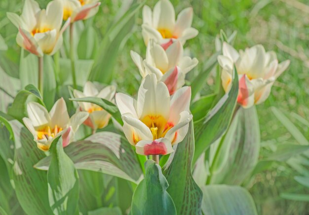 Tulipas multicoloridas crescendo em um campo no jardim Tulipas coloridas de flores de primavera