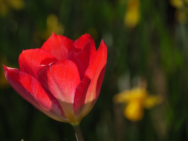 Tulipas na Alemanha