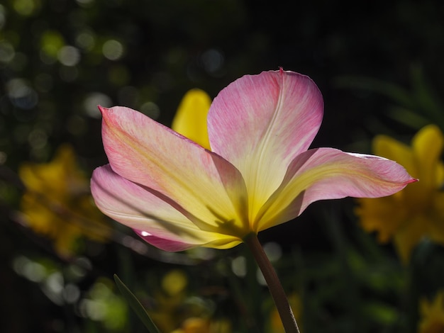 Tulipas na Alemanha