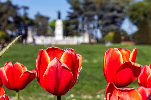 Tulipas na Piazza Virgiliana