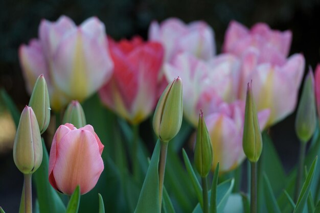 Tulipas na primavera