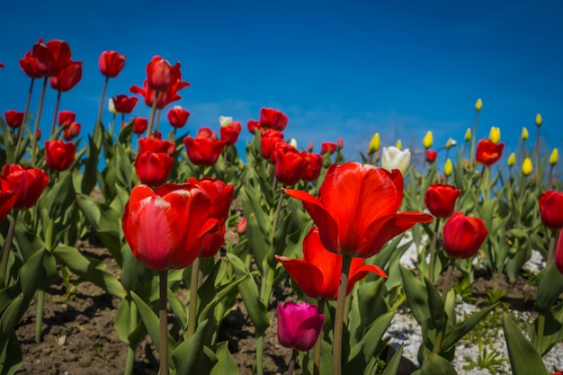 Tulipas no canteiro de flores