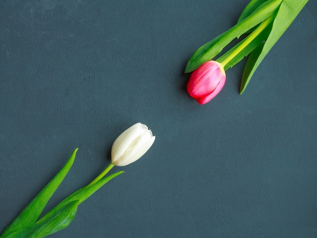 tulipas no fundo cinzento de turquesa. Flores da primavera. Dia dos Namorados, Dia da Mulher e Dia das Mães.