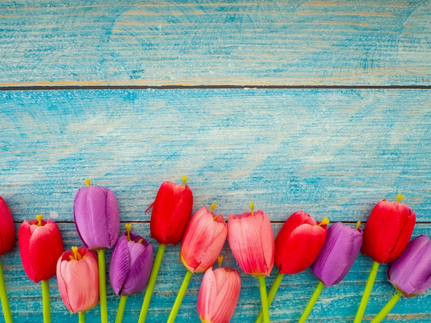 Tulipas no fundo de madeira azul