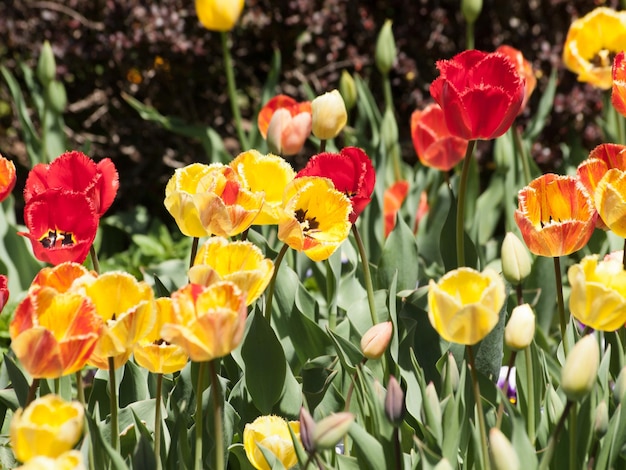 Tulipas no Jardim Botânico de Denver.