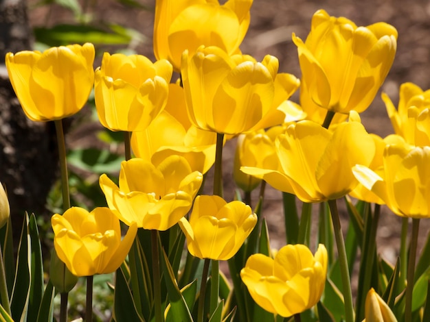 Tulipas no Jardim Botânico de Denver.