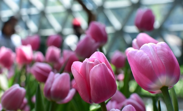 Tulipas No jardim de flores Tulipas multicoloridas estão a florescer