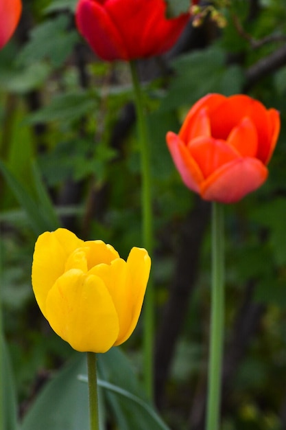 Tulipas no jardim de maio