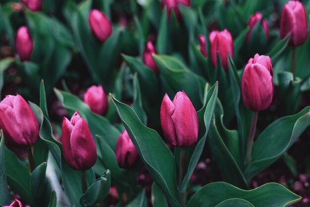 Foto tulipas no jardim na primavera