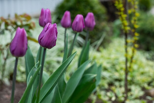 Tulipas no jardim primeiras flores da primavera na natureza no parque