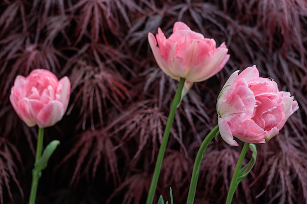 Tulipas no jardim.