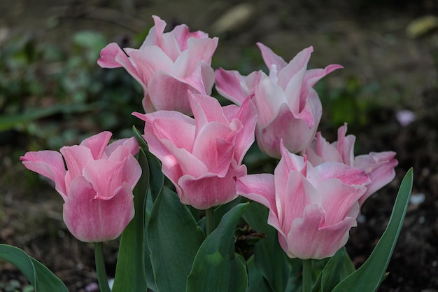 Tulipas no jardim.