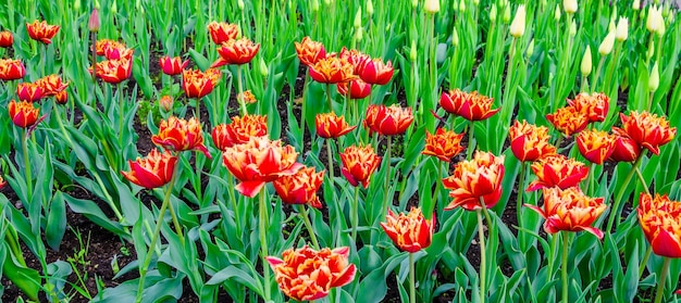 Tulipas no parque em um dia de verão.