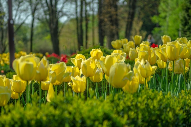 Tulipas no parque