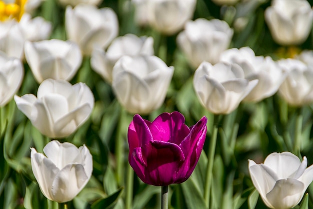 Tulipas no sol de primavera