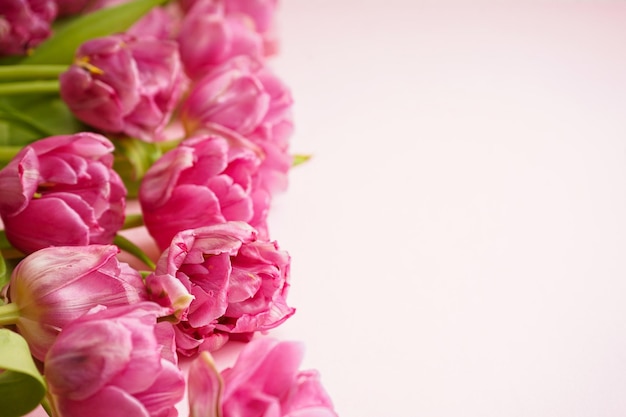 Tulipas de peonía rosadas frescas en un espacio de fondo rosado para el texto de felicitación del Día de la Madre o del Día de San Valentín