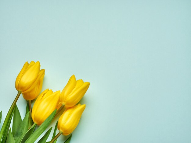 Tulipas primavera amarelo sobre fundo azul, espaço de cópia do dia da mulher