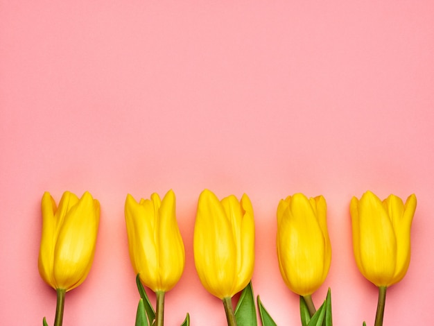 Tulipas primavera amarelo sobre fundo rosa, espaço de cópia do dia da mulher