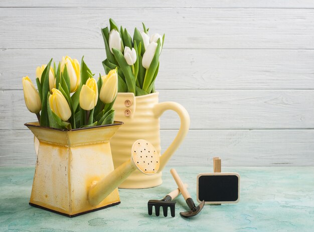 Tulipas primavera em vaso amarelo e regador