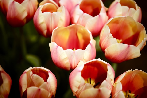 Tulipas Princesa Russa