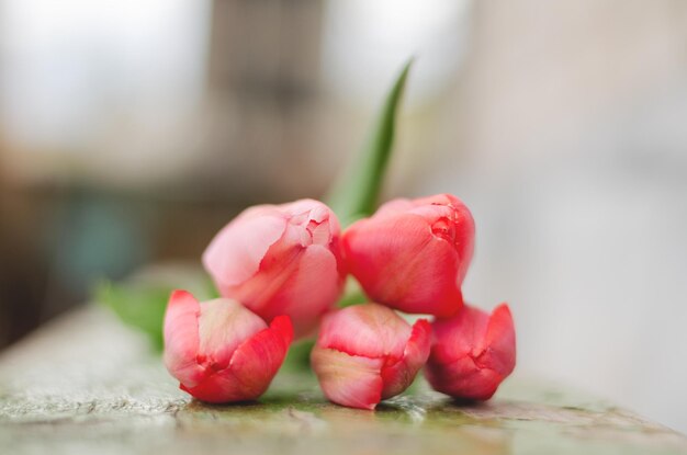 Tulipas rosa claro em um fundo verde