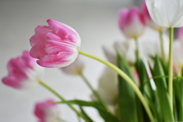 tulipas rosa em um fundo branco