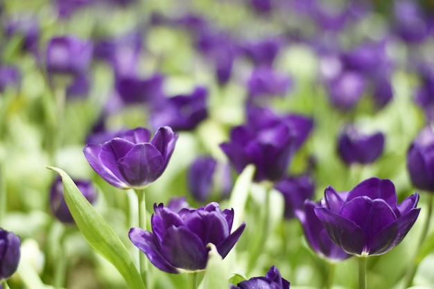 Foto tulipas roxas coloridas e folhas verdes com luz para o fundo.