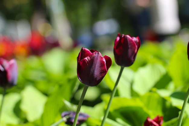 tulipas roxas coloridas florescem na primavera