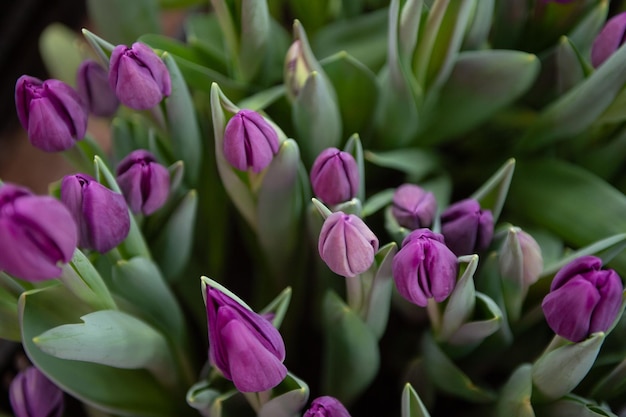 Tulipas roxas com folhas verdes crescem no chão em uma caixa no chão dentro de casa