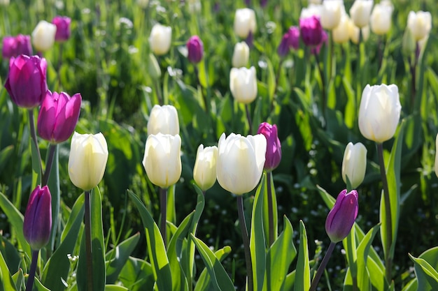 Tulipas roxas e brancas em um campo com flores roxas.